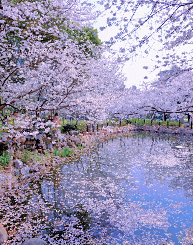 不是漫画，是上海鲁迅公园的樱花！光看着就很治愈！