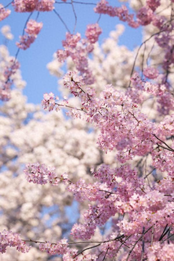 汉马、美食、市集、音乐会……武汉特供樱花周末来了