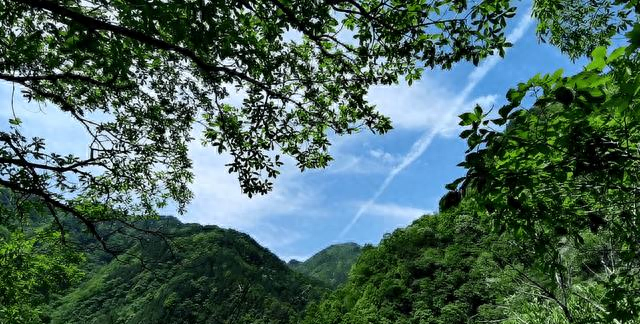 华东最后一片原始森林，藏在安徽，40块钱就能包场