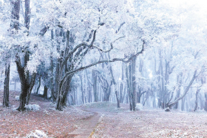 雾凇美景入画来