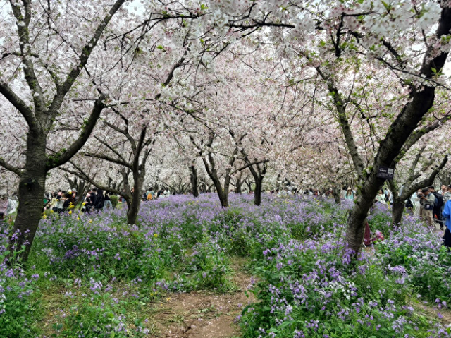 武汉东湖樱园清明可赏晚樱，工作人员：花色更丰富，有粉白红绿等