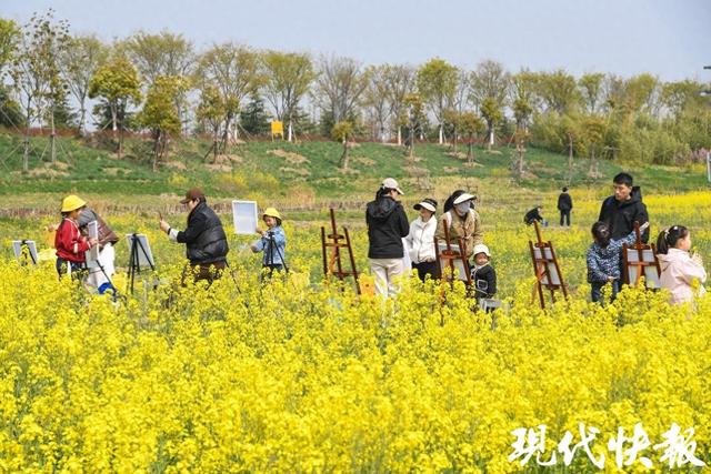 春日花海竞相绽放，连云港海州两大花海邀你踏春