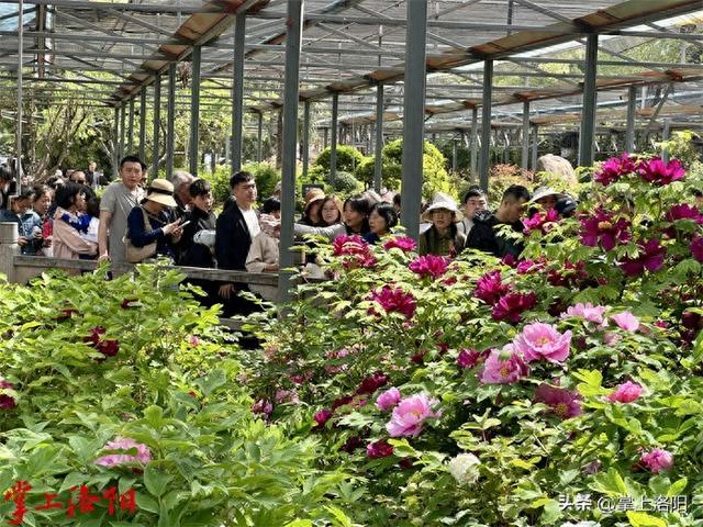 全国第五！洛阳上榜清明假期Top10热门目的地