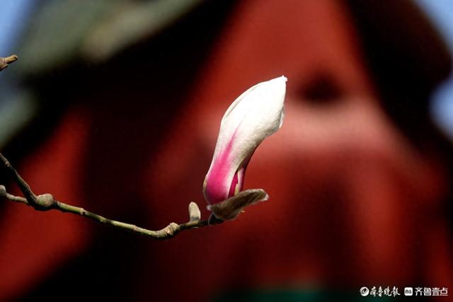 赏花正当时！趵突泉玉兰花开，与泉水共绘春色