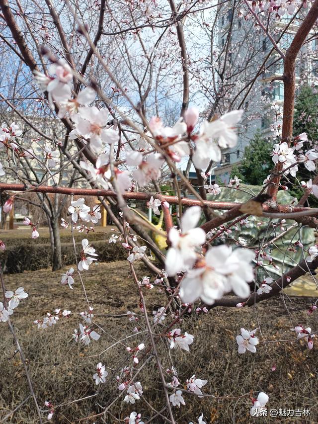 春雨润新园，繁花赴春约 ，在繁花满枝的春日里，遇见最好的自己