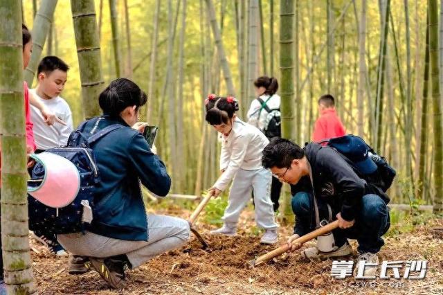 石燕湖景区：游客上山挖笋，笑称“最接地气”