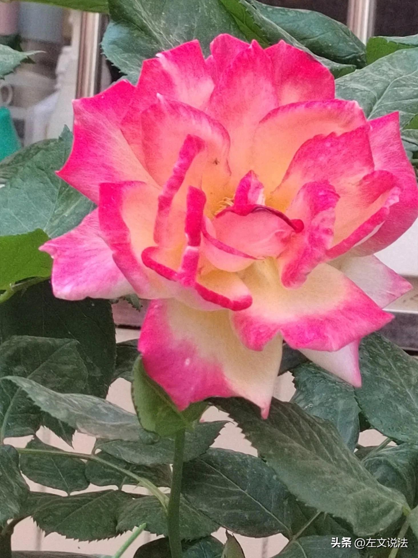 投资或交易虚拟币的行为怎么处理