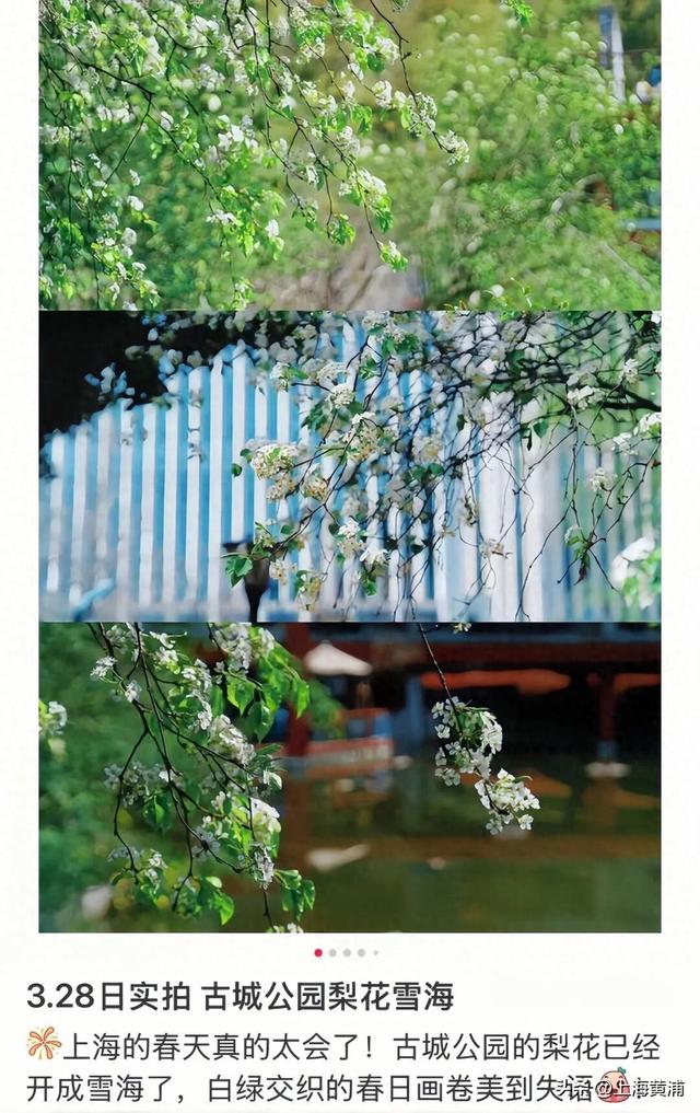 “魔都唯二”！太美啦！