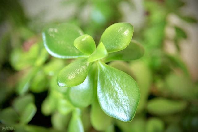 祭奠程序员	，告别拼命时代：年轻人能否不再疲于奔命？