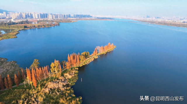 干沟尾湿地“天空之镜”水杉渐红 打卡正当时