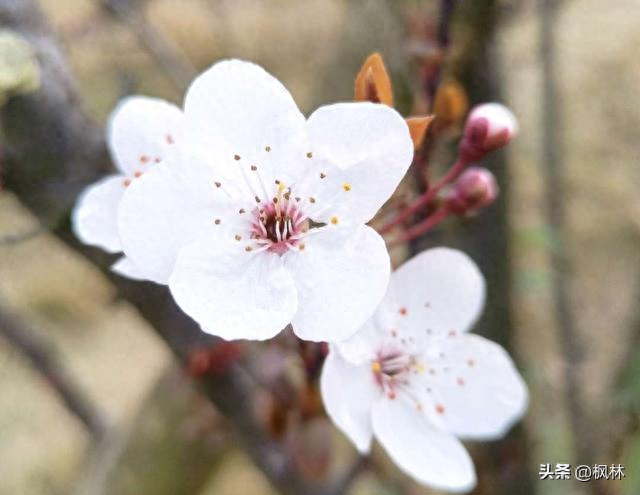 许昌这条路已进入“颜值巅峰”，太浪漫了！