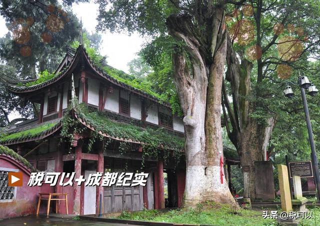 走进崇州大明寺，被两棵1500岁的楠树震撼到了！
