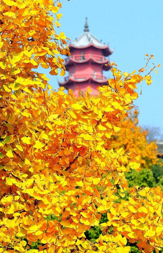 龙光塔下丨断桥与红枫的秋恋