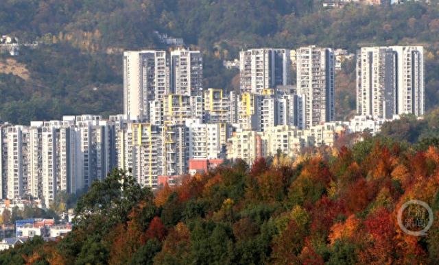 重庆黔江：红枫似火 彩林如画