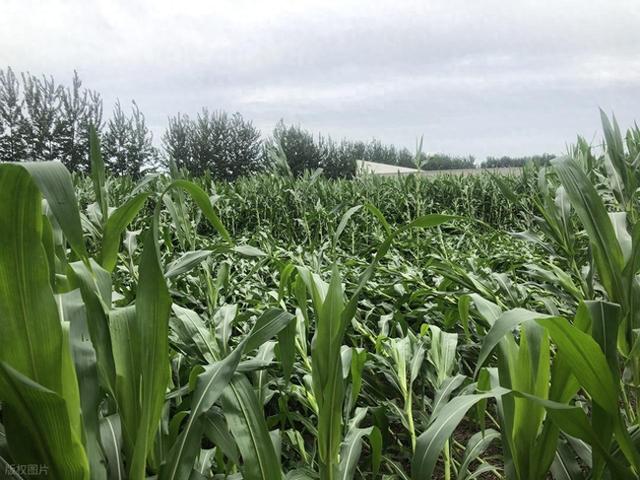 本轮降雨继续发力，大雨转大暴雨中心位置已确定！26号至未来两天