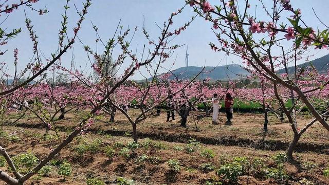 2026年枣庄市群众文化艺术季暨台儿庄区“桃醉山乡”第十二届桃花季启幕