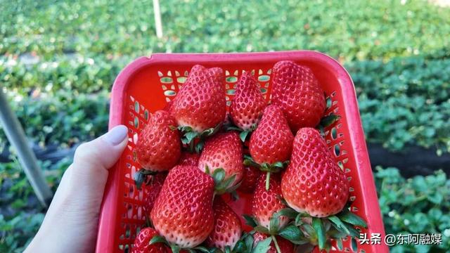 明日开幕！黄起元草莓节免费直达