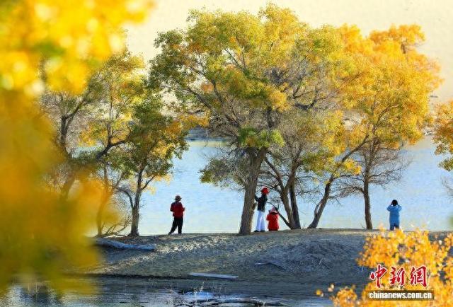 新疆南部“大漠胡杨”吸引游客