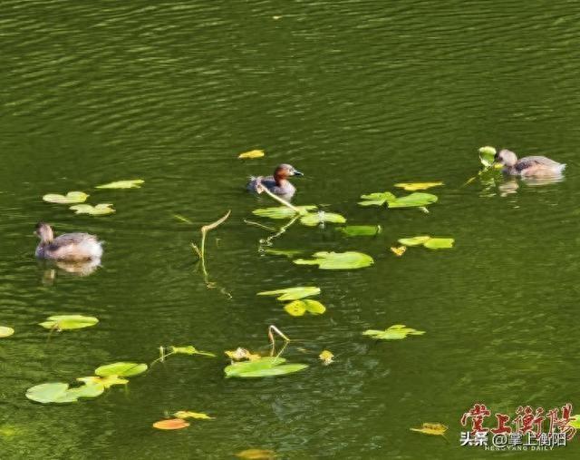 金秋时节，岳屏公园迎来最富诗意的“观鸟季”