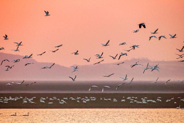 江西最佳观鸟季来了！跟着这份“观鸟地图”邂逅“空中舞者”