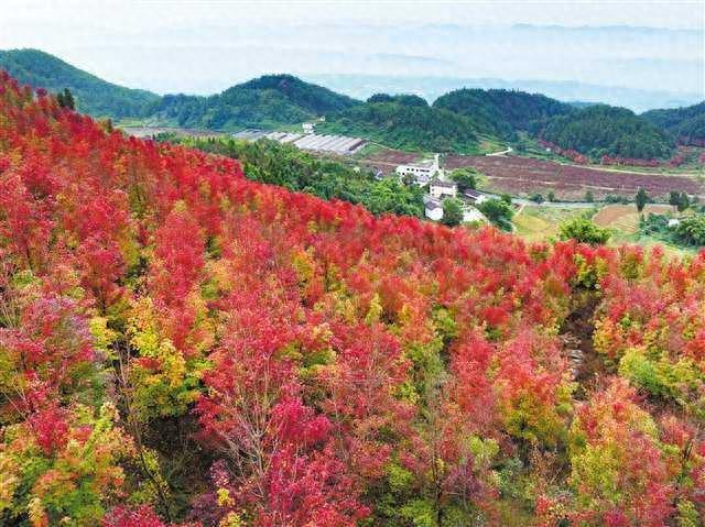 重庆渝北：云龟山红枫绚烂