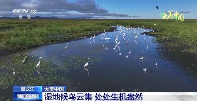 湿地候鸟翩跹 荷塘万亩飘香 看大美中国绿色发展新画卷