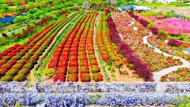 杜鹃花免费送！来西海岸赏花海、看演出！