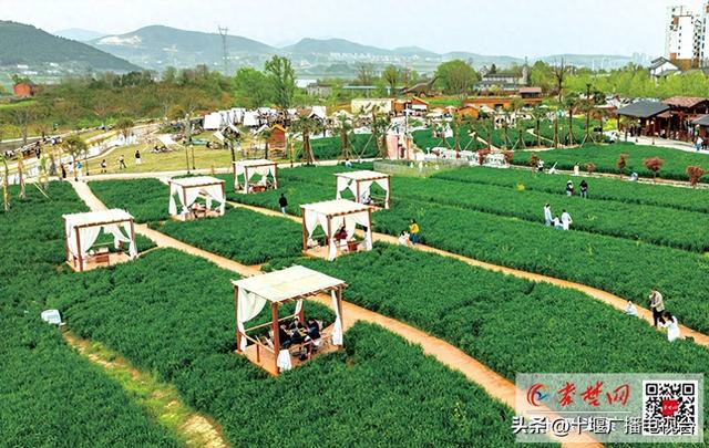 清明小长假十堰揽客168万余人次 红色研学茶旅夜游“多点开花”