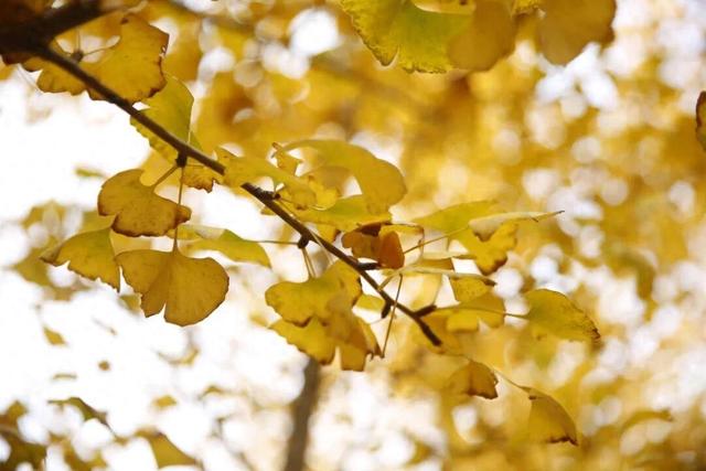 别了，威海的秋天！这些画面值得珍藏一整年