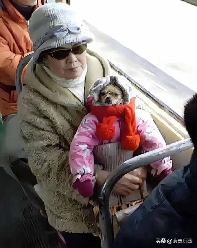 阿姨带狗坐公交	，装扮成娃娃蒙混过关，司机一句话让她傻眼了