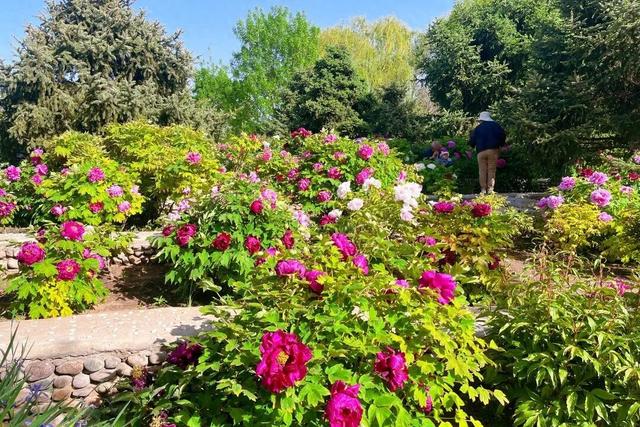 半日休闲游玩 | 牡丹+流苏+多巴胺花海，好拍到停不下来