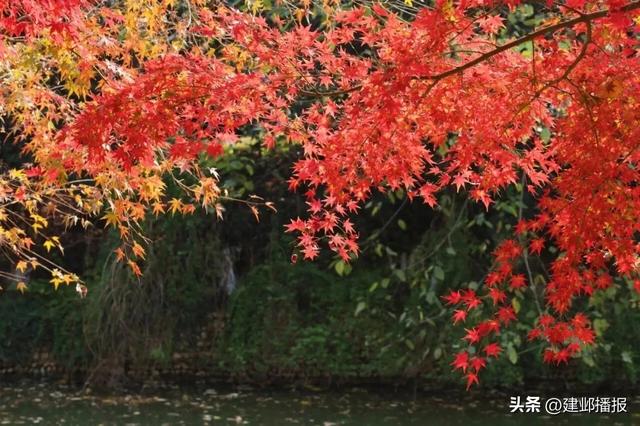 爆火!最美200米红枫大道已达最佳观赏期