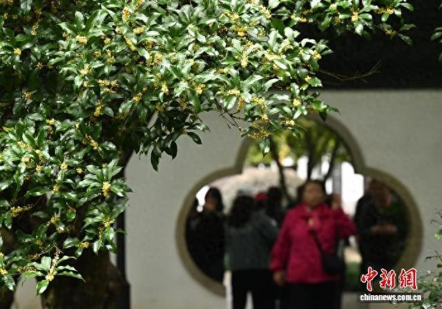 杭州西湖十景之“满陇桂雨”迎来最佳观赏期