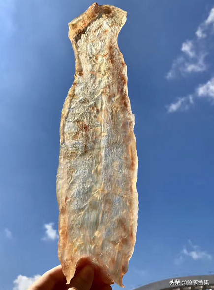 鳕鱼胶产地 2026年鳕鱼胶产地在哪里