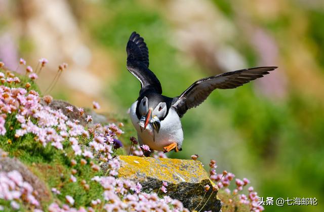 鲜为人知的“野性不列颠” 乘66°探险邮轮探索北大西洋隐秘海岛
