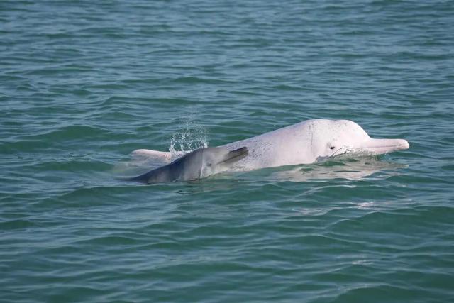 广西钦州三娘湾 “出海观豚” 乱象：为看 “吉祥好运” 粉色海豚，十余艘船围堵；小海豚遭追后死亡，有船长称看不到退票，怕亏钱不停追