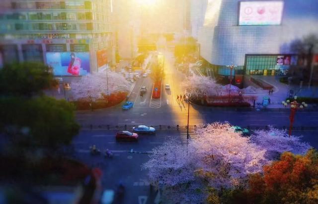 一不留神！湖州的樱花已经美成这样了