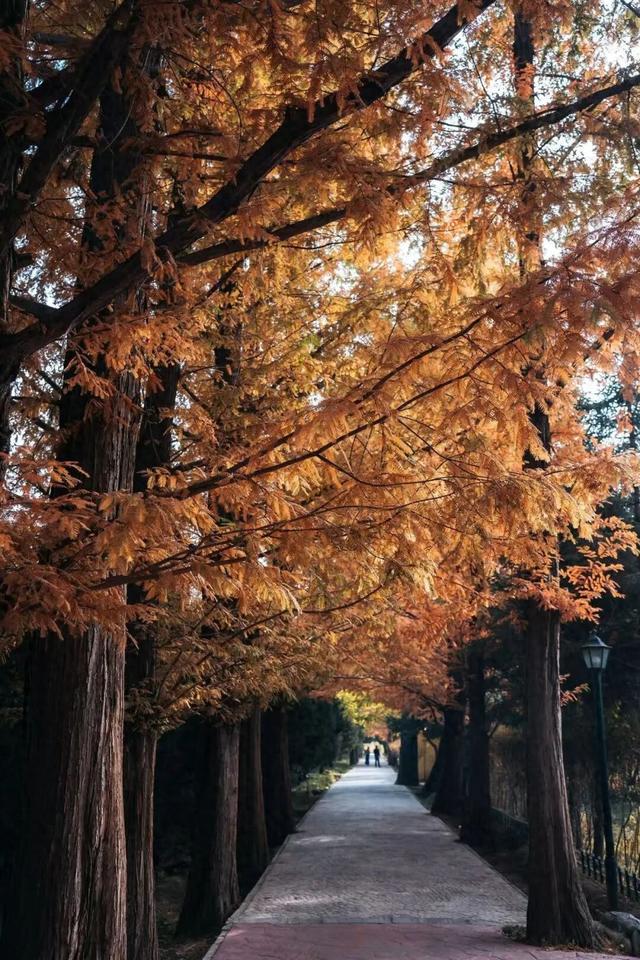 冬日限定｜临夏的初冬，是写满诗意的“人间治愈”