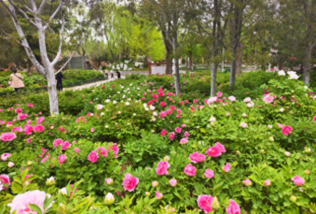 给80棵树搬家！石家庄2万株牡丹花海仅5元