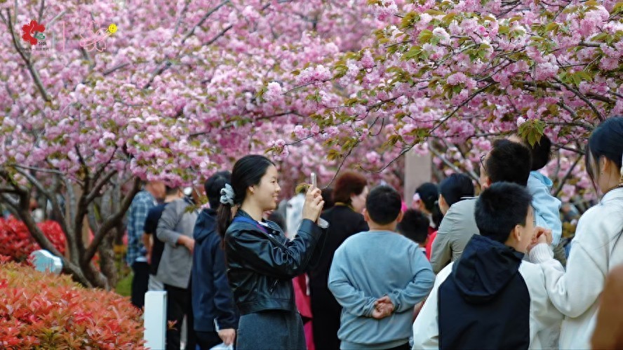 樱满淇滨逢清明 八方游客赴盛会