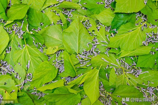怎么养蚕宝宝（小蚕饲养阶段如何做好眠起处理控制好这8个环节可使蚕长势良好）