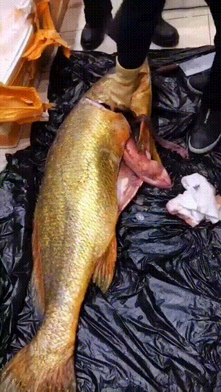 拆线后多久可以吃花胶 2026年拆线多久可以吃鱼肉吗