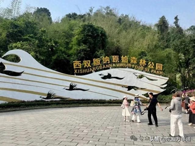 华媒走进西双版纳原始森林公园：看孔雀飞舞 访爱伲山寨 探原始森林