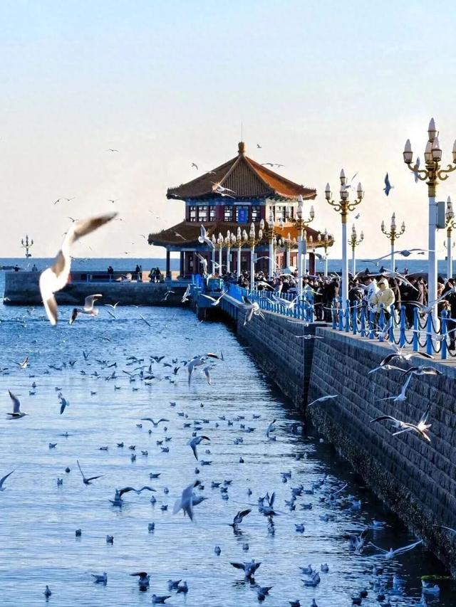 治愈天花板！快来“鸥”遇冬日山东