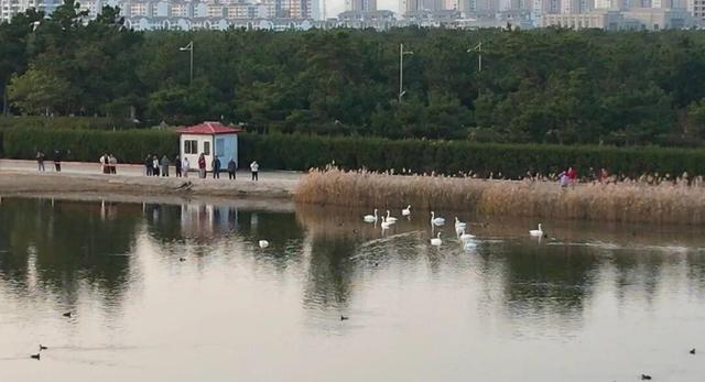 南海新区：天鹅归来鸟儿聚 生态美景入画来