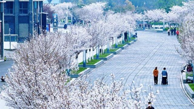 美翻了！天门最美樱花大道浪漫上线