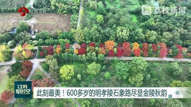 此刻最美！600多岁的明孝陵石象路尽显金陵秋韵