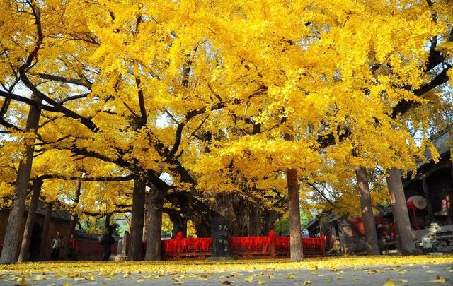 领取限定“杏”运！抓紧来看金色山东