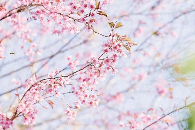 冬樱破寒 灼灼盛放