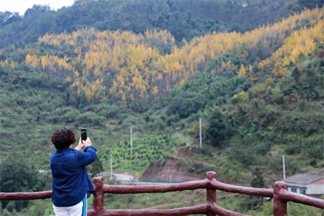 赴一场银杏之约 共享丹棱金色长廊的冬日浪漫